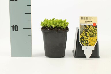 Bidende stenurt Sedum acre 'Yellow Queen' 5-10 potte P9 Sedum acre 'Yellow Queen'