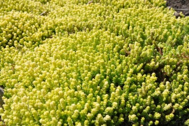 Bidende stenurt Sedum acre 'Yellow Queen' 5-10 potte P9 Sedum acre 'Yellow Queen'