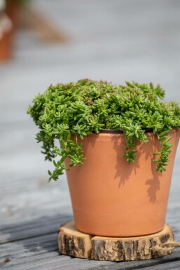 Hvid stenurt Sedum album 'Coral Carpet' 5-10 potte P9 Sedum album 'Coral Carpet'
