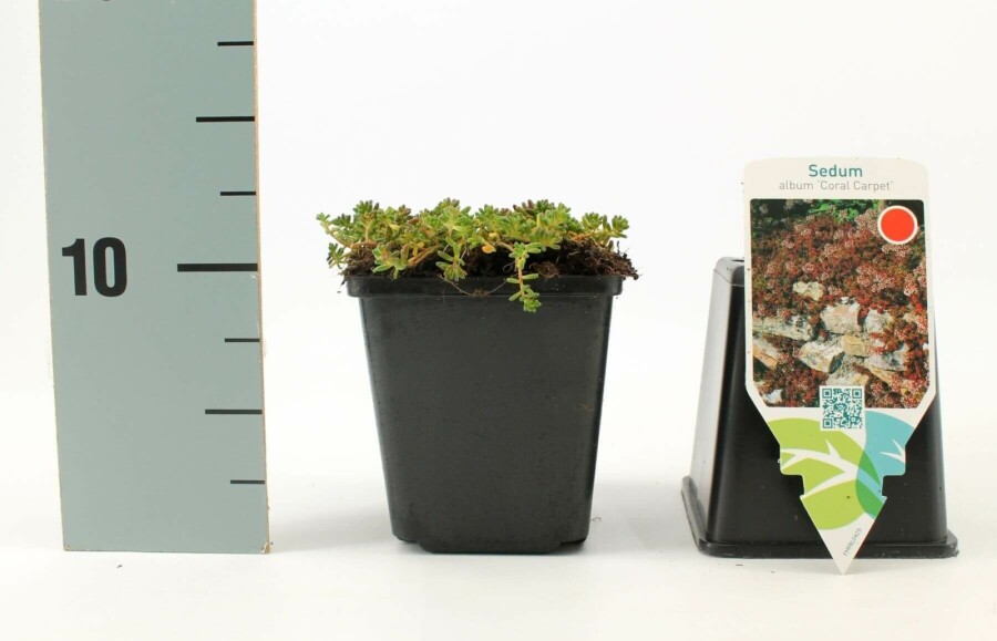 Hvid stenurt Sedum album 'Coral Carpet' 5-10 potte P9 Sedum album 'Coral Carpet'