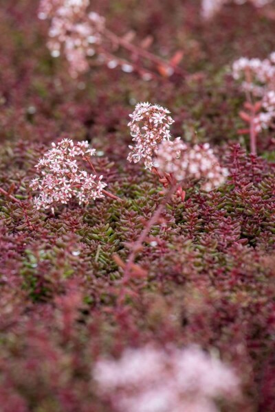 Hvid stenurt Sedum album 'Murale' 5-10 potte P9 Sedum album 'Murale'