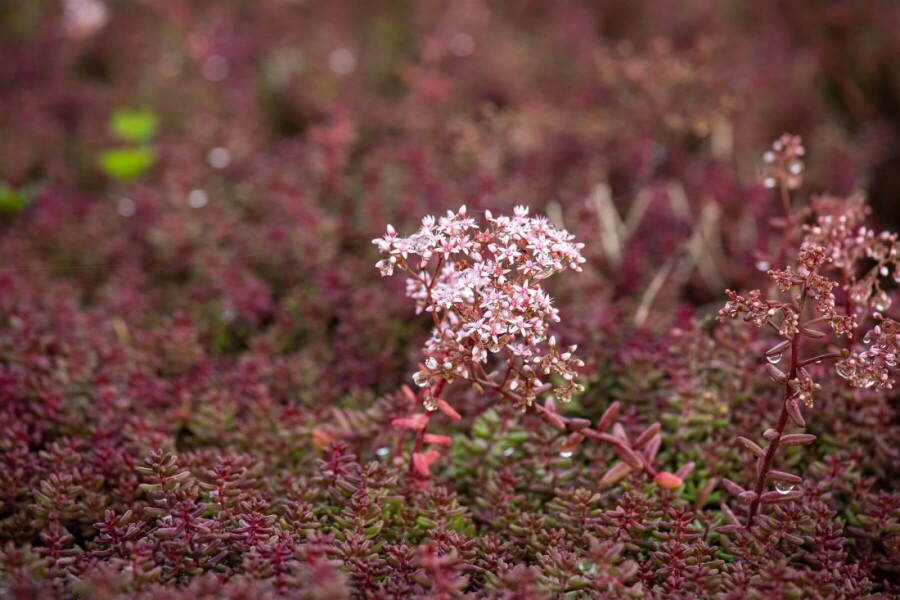 Hvid stenurt Sedum album 'Murale' 5-10 potte P9 Sedum album 'Murale'