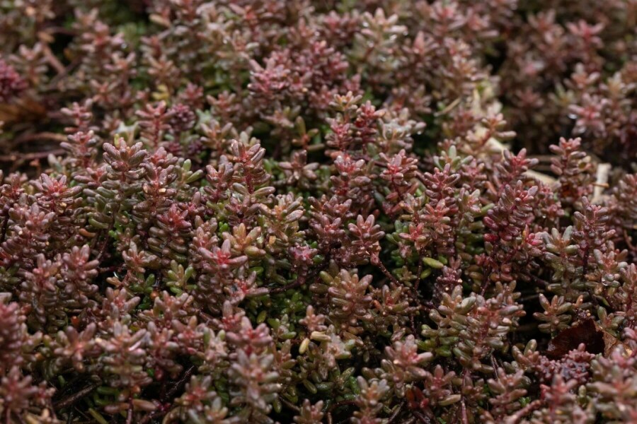 Hvid stenurt Sedum album 'Murale' 5-10 potte P9 Sedum album 'Murale'