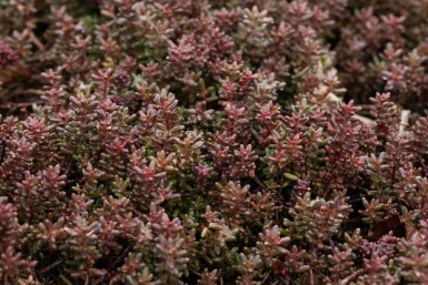 Hvid stenurt Sedum album 'Murale' 5-10 potte P9 Sedum album 'Murale'