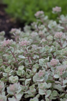 Japansk stenurt Sedum cauticola 'Lidakense' 5-10 potte P9 Sedum cauticola 'Lidakense'