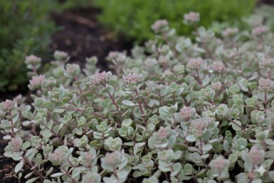 Japansk stenurt Sedum cauticola 'Lidakense' 5-10 potte P9 Sedum cauticola 'Lidakense'