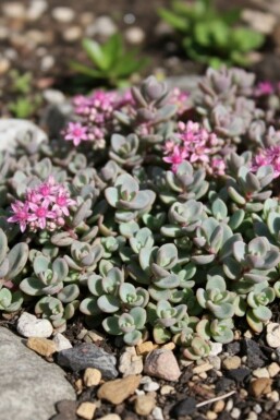 Stenurt Sedum cyaneum 'Sachalin' 5-10 potte P9 Sedum cyaneum 'Sachalin'