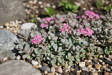 Stenurt Sedum cyaneum 'Sachalin' 5-10 potte P9 Sedum cyaneum 'Sachalin'