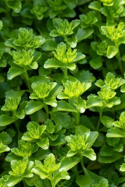 Kinesisk stenurt Sedum floriferum 5-10 potte P9 Sedum floriferum