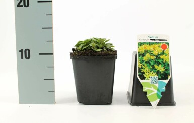 Kinesisk stenurt Sedum floriferum 5-10 potte P9 Sedum floriferum
