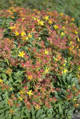Kinesisk stenurt Sedum floriferum 'Weihenstephaner Gold' 5-10 potte P9 Sedum floriferum 'Weihenstephaner Gold'
