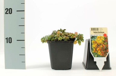 Kinesisk stenurt Sedum floriferum 'Weihenstephaner Gold' 5-10 potte P9 Sedum floriferum 'Weihenstephaner Gold'