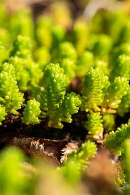 Mosstenurt Sedum lydium 5-10 potte P9 Sedum lydium