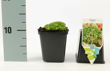 Mosstenurt Sedum lydium 5-10 potte P9 Sedum lydium