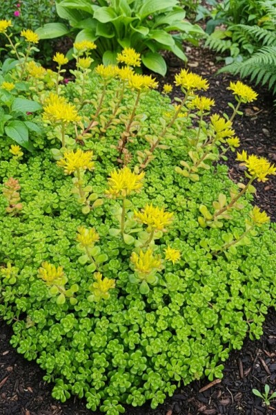 Stenurt Sedum oreganum 5-10 potte P9 Sedum oreganum