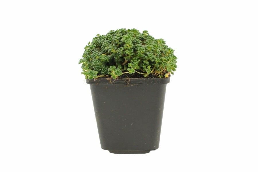 Stenurt Sedum oreganum 5-10 potte P9 Sedum oreganum