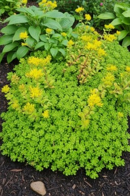 Stenurt Sedum oreganum 5-10 potte P9 Sedum oreganum