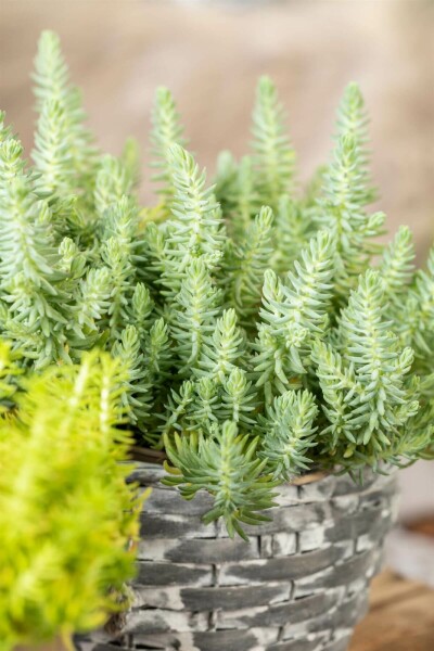 Bjergstenurt Sedum reflexum 5-10 potte P9 Sedum reflexum