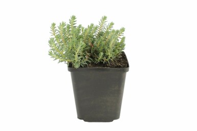 Bjergstenurt Sedum reflexum 5-10 potte P9 Sedum reflexum