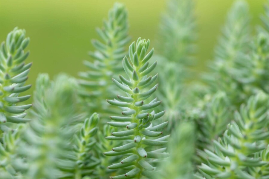 Bjergstenurt Sedum reflexum 5-10 potte P9 Sedum reflexum