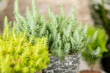 Bjergstenurt Sedum reflexum 5-10 potte P9 Sedum reflexum