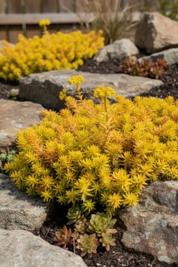 Bjergstenurt Sedum reflexum 'Aurea' 5-10 potte P9 Sedum reflexum 'Aurea'