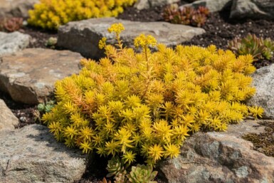 Bjergstenurt Sedum reflexum 'Aurea' 5-10 potte P9 Sedum reflexum 'Aurea'