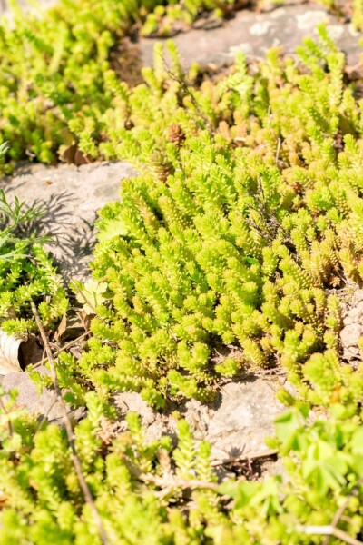 Seksradet stenurt Sedum sexangulare 5-10 potte P9 Sedum sexangulare