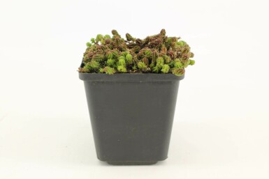 Seksradet stenurt Sedum sexangulare 5-10 potte P9 Sedum sexangulare