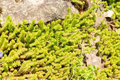 Seksradet stenurt Sedum sexangulare 5-10 potte P9 Sedum sexangulare