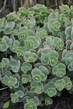 Gråmelet stenurt Sedum sieboldii 5-10 potte P9 Sedum sieboldii