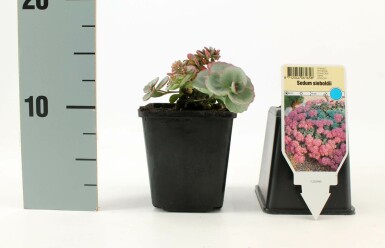 Gråmelet stenurt Sedum sieboldii 5-10 potte P9 Sedum sieboldii