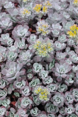 Pudret stenurt Sedum spathulifolium 'Purpureum' 5-10 potte P9 Sedum spathulifolium 'Purpureum'