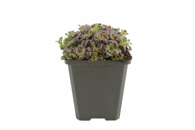 Pudret stenurt Sedum spathulifolium 'Purpureum' 5-10 potte P9 Sedum spathulifolium 'Purpureum'