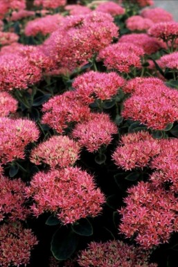 Kinesisk sankthansurt Sedum spectabile 'Brilliant' 5-10 potte P9 Sedum spectabile 'Brilliant'