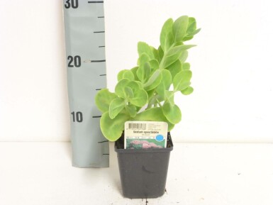 Kinesisk sankthansurt Sedum spectabile 'Brilliant' 5-10 potte P9 Sedum spectabile 'Brilliant'
