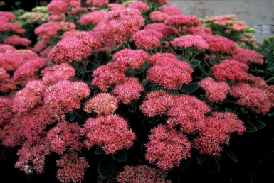 Kinesisk sankthansurt Sedum spectabile 'Brilliant' 5-10 potte P9 Sedum spectabile 'Brilliant'