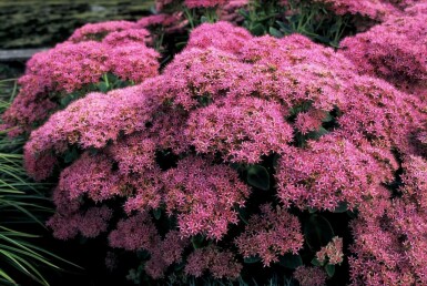 Kinesisk sankthansurt Sedum spectabile 'Brilliant' 5-10 potte P9 Sedum spectabile 'Brilliant'