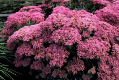 Kinesisk sankthansurt Sedum spectabile 'Brilliant' 5-10 potte P9