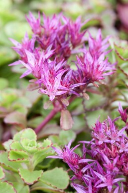 Rød stenurt Sedum spurium 'Fuldaglut' 5-10 potte P9 Sedum spurium 'Fuldaglut'