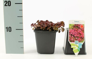 Rød stenurt Sedum spurium 'Fuldaglut' 5-10 potte P9 Sedum spurium 'Fuldaglut'