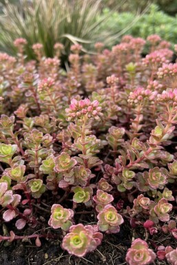 Rød stenurt Sedum spurium 'Schorbuser Blut' 5-10 potte P9 Sedum spurium 'Schorbuser Blut'