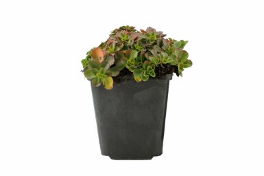 Rød stenurt Sedum spurium 'Schorbuser Blut' 5-10 potte P9 Sedum spurium 'Schorbuser Blut'