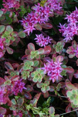 Rød stenurt Sedum spurium 'Splendens' 5-10 potte P9 Sedum spurium 'Splendens'