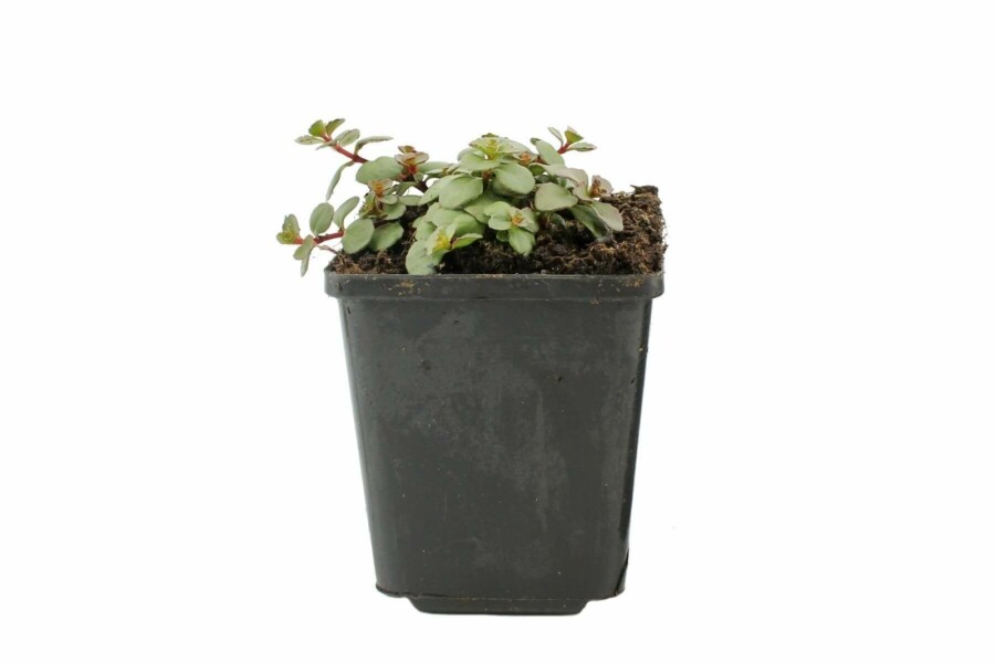 Rød stenurt Sedum spurium 'Splendens' 5-10 potte P9 Sedum spurium 'Splendens'