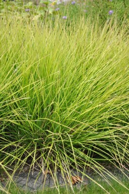 Efterårsblåaks Sesleria autumnalis 5-10 potte P9 Sesleria autumnalis
