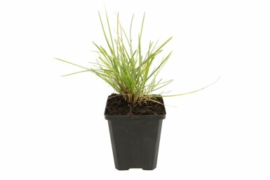Efterårsblåaks Sesleria autumnalis 5-10 potte P9 Sesleria autumnalis