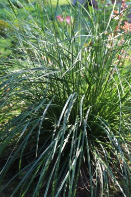 Kalkblåaks Sesleria caerulea 5-10 potte P9 Sesleria caerulea