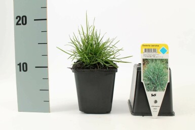 Kalkblåaks Sesleria caerulea 5-10 potte P9 Sesleria caerulea