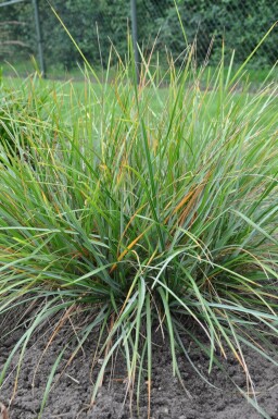 Mørk blåaks Sesleria heufleriana 5-10 potte P9 Sesleria heufleriana